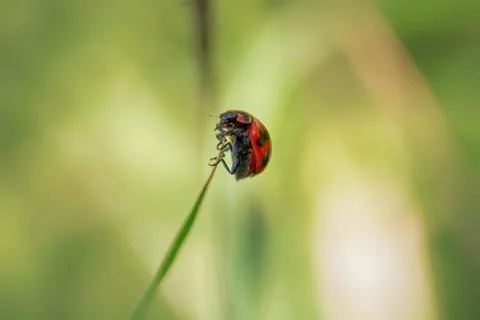 Ladybug on a leaf Foto stock