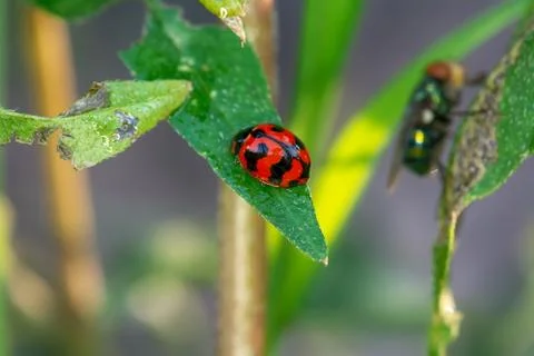 Ladybug on a leaf Foto stock