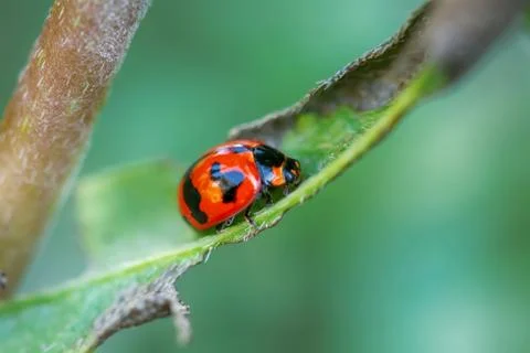 Ladybug on a leaf Stock Photos
