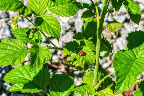 Ladybug on a leaf. Stock Photos