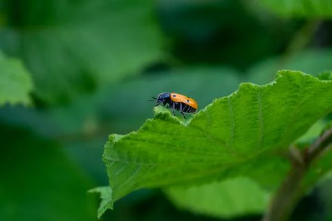 A ladybug on a leaf Stock Photos