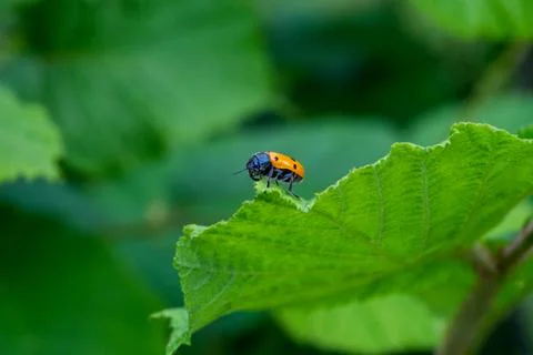 A ladybug on a leaf Stock Photos