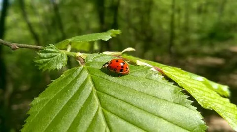 Ladybug on a leaf Stock Photos