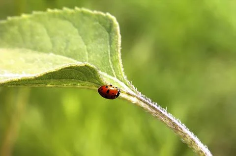 A ladybug is on a leaf Stock Photos