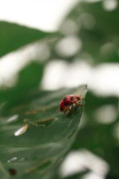 Ladybug on leaf Foto stock