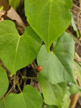 Ladybug on a Leaf Stock Photos