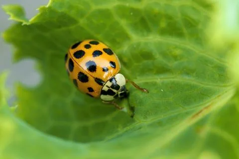 Ladybug on a leaf. Stock Photos