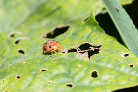 Ladybug on leaf Stock Photos