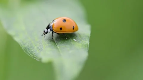Ladybug on a leaf plants on a background of green summer park. Stock Footage 134382750