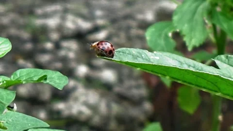 A ladybug on a leaf preparing to fly Stock Footage 304471270