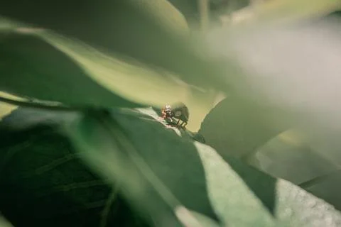 Ladybug on leaf with unfocused background 写真素材