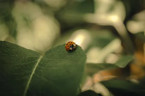 Ladybug on leaf with unfocused background 스톡 사진