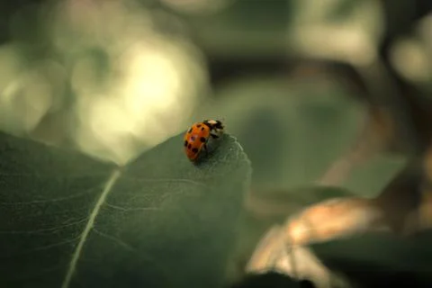 Ladybug on leaf with unfocused background 스톡 사진