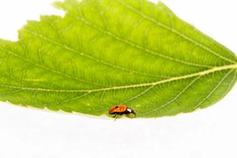 Ladybug on a leaflet Stock Photos