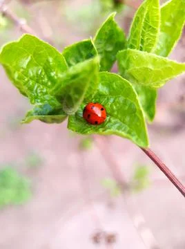 Ladybug on leaves close up Stock Photos
