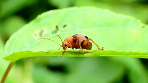Ladybug on leaves. Stock Footage 83954389
