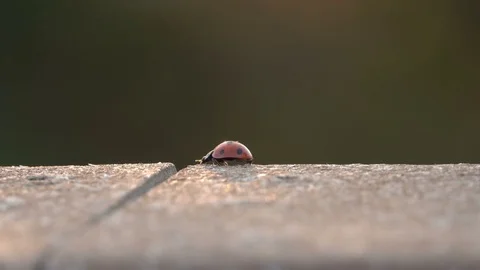 Ladybug on ledge Video stock 78713122