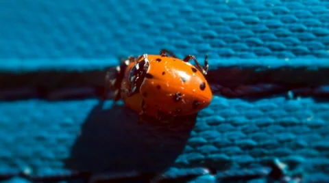 The ladybug life cycle, ladybugs mating Stock Footage 38362604