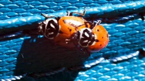 The ladybug life cycle, ladybugs mating Stock Footage 38362905