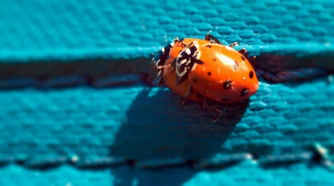 The ladybug life cycle, ladybugs mating Stock Footage 38363143
