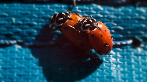 The ladybug life cycle, ladybugs mating Stock Footage 38365706