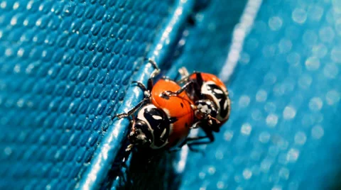 The ladybug life cycle, ladybugs mating Stock Footage 38374982