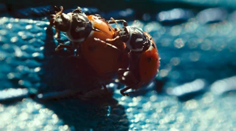 The ladybug life cycle, ladybugs mating Stock Footage 38375411