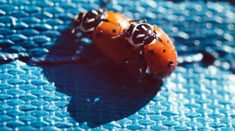 The ladybug life cycle, ladybugs mating Stock Footage 38376029
