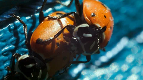 The ladybug life cycle, ladybugs mating Stock Footage 38376304