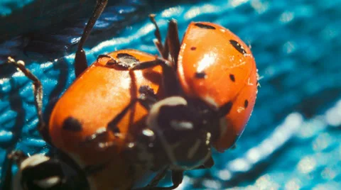 The ladybug life cycle, ladybugs mating Stock Footage 38376349