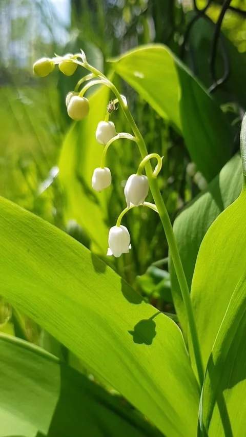 Ladybug on Lily of the Valley Stock Footage 296074724
