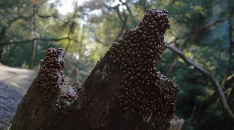 Ladybug Log 3 Stock Footage 34424645