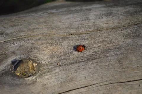 A ladybug on a log Stock Photos
