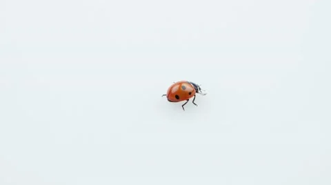 Ladybug looking around on the white background Stock Footage 52769041
