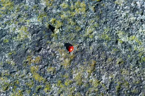 Ladybug lost by the stone Stock Photos