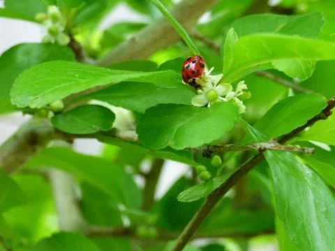 Ladybug at lunch Stock Photos