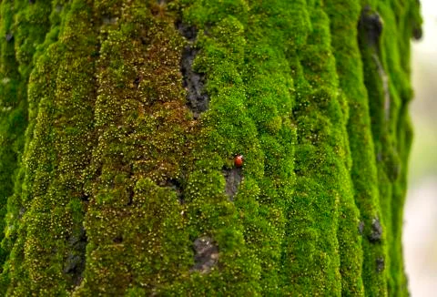 Ladybug lurking in a moss on a tree Stock Photos