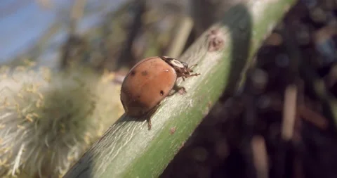 Ladybug Macro Close Up Climbing Weed Trunk Plant Stem 8K RED Stock Footage 134486214