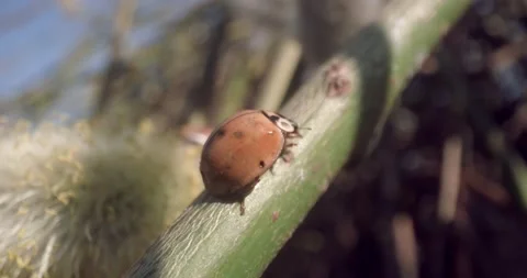 Ladybug Macro Close Up Climbing Weed Trunk Plant Stem 8K RED Vídeo Stock 134486218