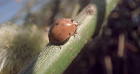 Ladybug Macro Close Up Climbing Weed Trunk Plant Stem 8K RED 動画素材 134486236