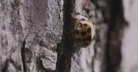 Ladybug Macro Close Up Stock Footage 165915508