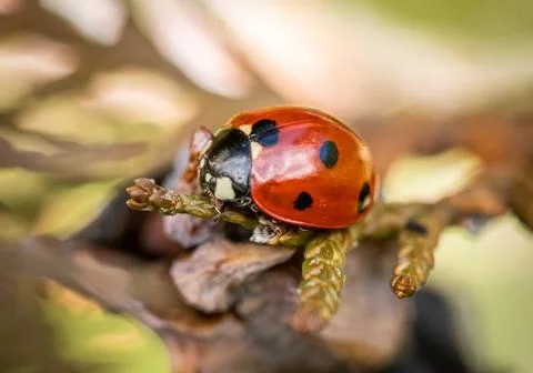 Ladybug macro close up shot Stock Photos