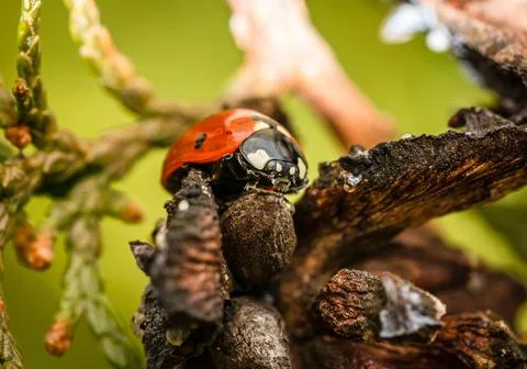 Ladybug macro close up shot Stock Photos
