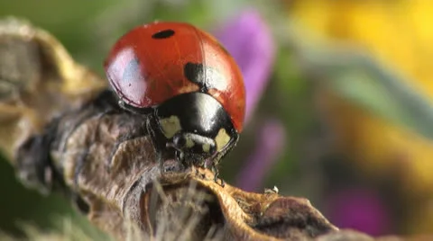 Ladybug macro Video stock 24157878