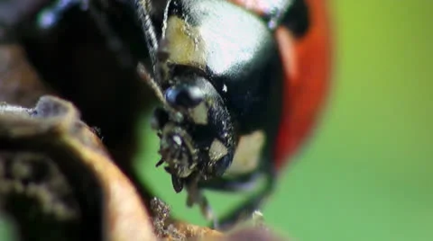Ladybug macro Stock Footage 24157922