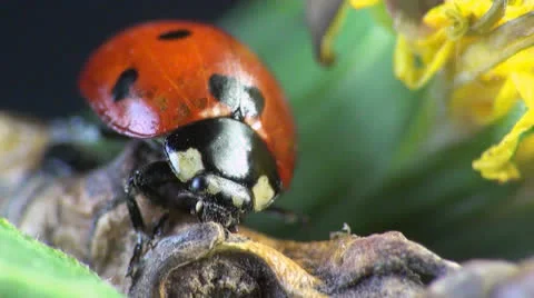 Ladybug macro Stock Footage 24158157