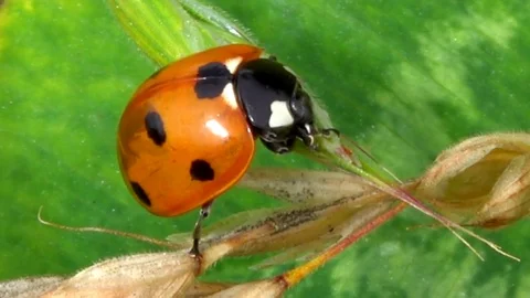 Ladybug, macro footage, 4k Free Stock Footage 83467189