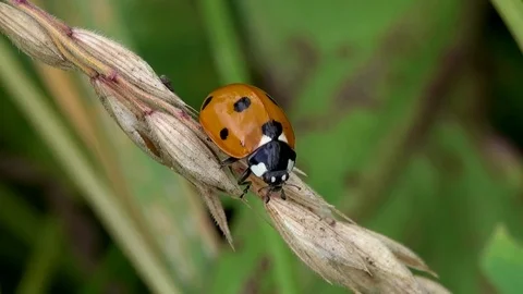 Ladybug, macro footage, Summertime Stock Footage 83453138