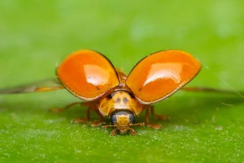 Ladybug Macro With Open Wings Stock Photos