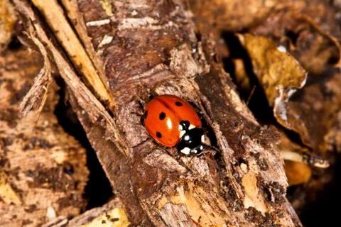 Ladybug Macro Stock Photos